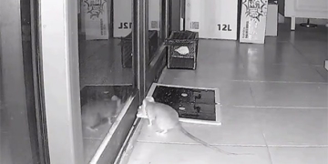 mouse with infinite iq transforms into a groom 130481