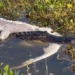 movie reptile eating corpse species 129516