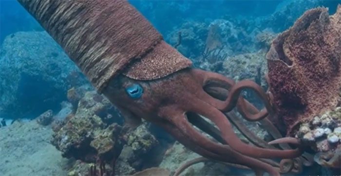 It extends its long tentacles through the crevices of the coral reef and successfully captures its prey