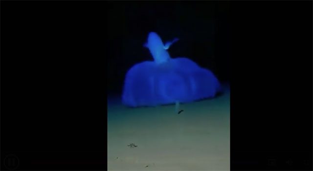 The vampire squid poses no danger to humans.