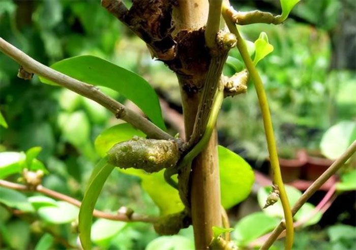 Japanese Malabar Spinach is a plant that spreads easily due to its tubers and rhizomes.
