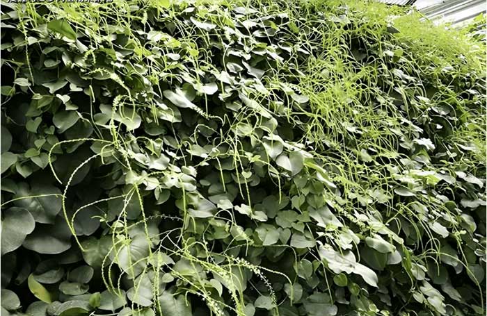 Japanese Malabar Spinach is an invasive plant that harms the ecological environment.