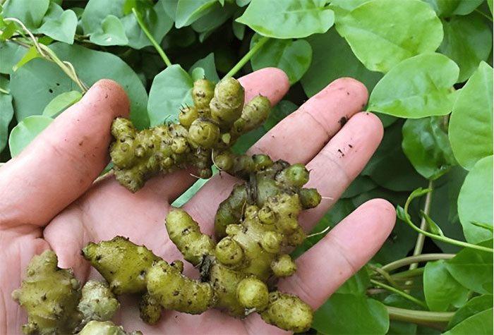 Japanese Malabar Spinach is not only an ornamental plant but also a medicinal herb.