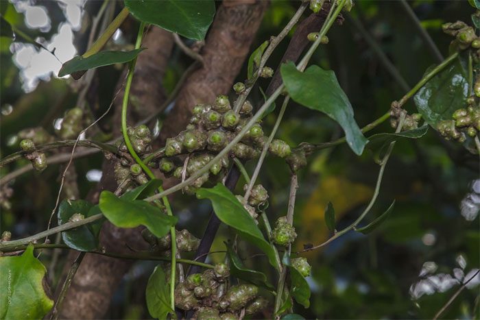 Japanese Malabar Spinach can be used as food.