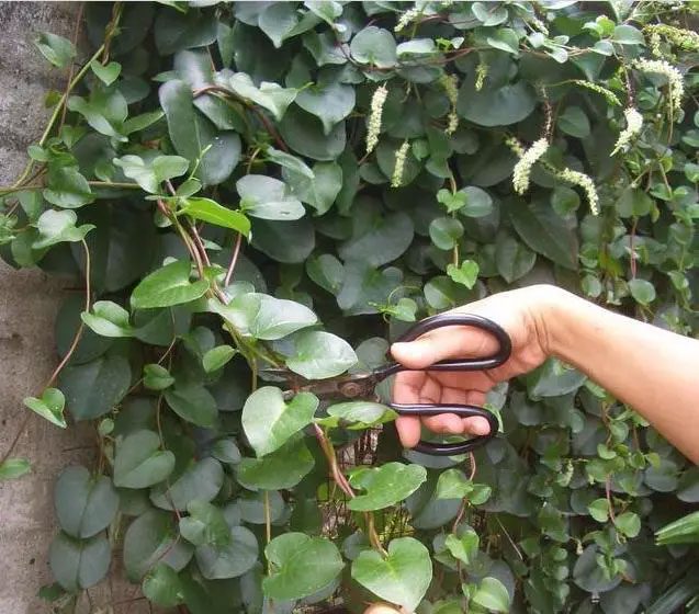 Japanese Malabar Spinach is a plant that is easy to grow and survive.