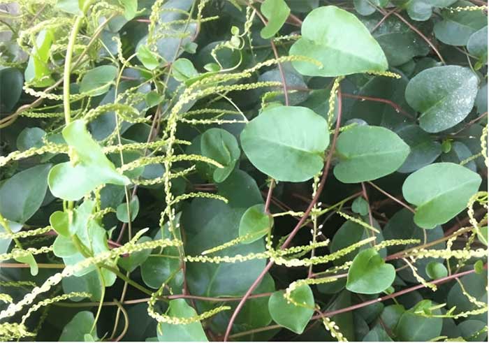 The plant that was widely grown as an ornamental plant in China is Japanese Malabar Spinach.