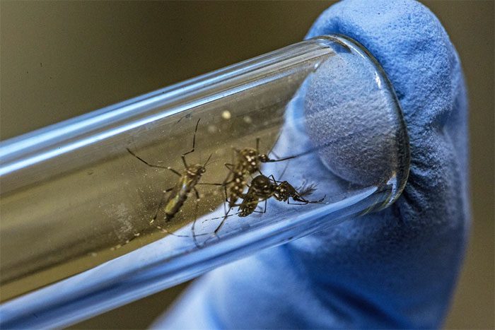 These are male Aedes aegypti mosquitoes that do not bite