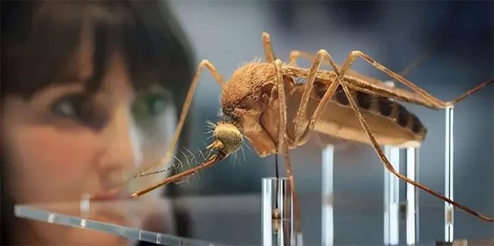 Releasing genetically modified mosquitoes to reduce the spread of mosquito-borne diseases.