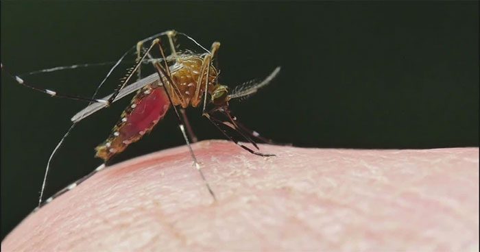 The release of these genetically modified organisms also requires careful handling.