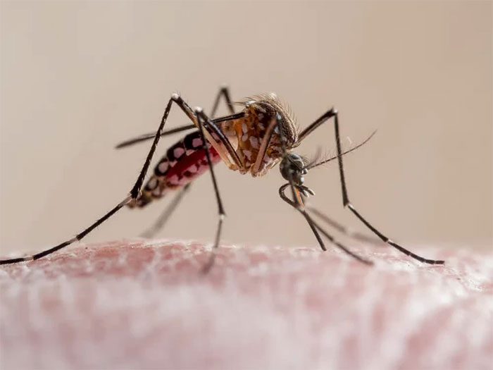 Genetically modified mosquitoes mating with wild mosquitoes, leading to early death of their offspring.