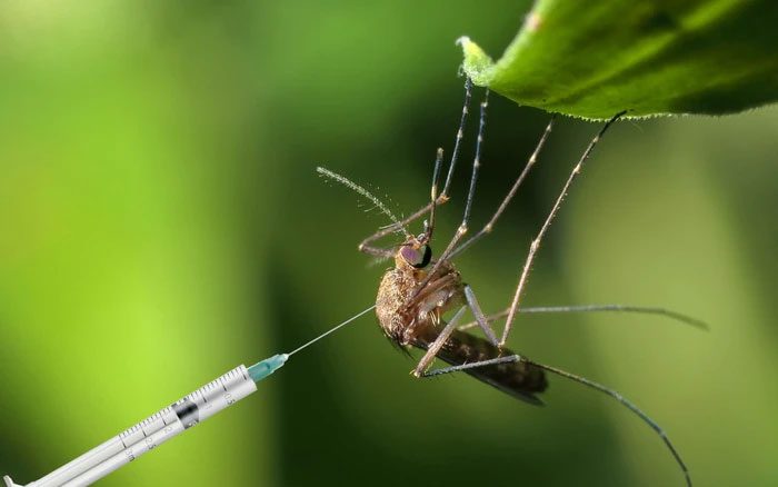 2.4 billion genetically modified mosquitoes have been released in the US
