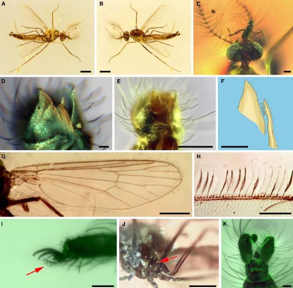 Ancient mosquitoes preserved in Jurassic amber