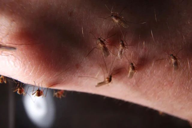 Using the Dry mode to repel mosquitoes as many people claim is incorrect