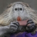 my headache find ways to deal with giant rats 128665