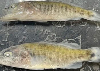 my heart how to kill invasive suckers in the colorado river 129377
