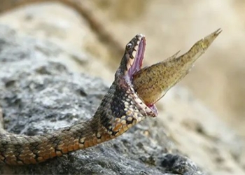 mysterious snake death at the age of 30 due to hemorrhoids after swallowing fish 129969