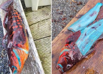 mystery about the green fleshed fish in alaska 130109