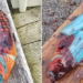 mystery about the green fleshed fish in alaska 130109