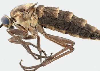 mystery of the fly that does not fly 129978