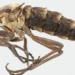 mystery of the fly that does not fly 129978