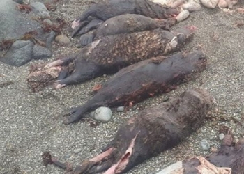 mystery of the giant crocodile eating 7 fish 130134