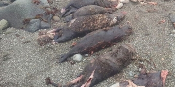 mystery of the giant crocodile eating 7 fish 130134