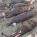 mystery of the giant crocodile eating 7 fish 130134