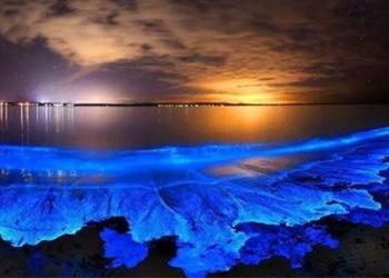 mystery of the starry phenomenon of maldives 129554