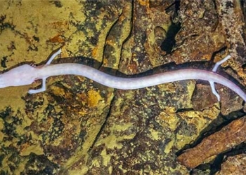 mystery of tiny creatures that can live up to 100 years eating no more than 10 times 129714