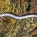 mystery of tiny creatures that can live up to 100 years eating no more than 10 times 129714