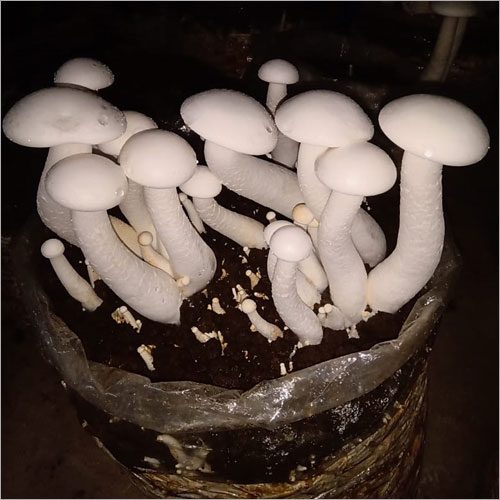 Emperor Mushroom