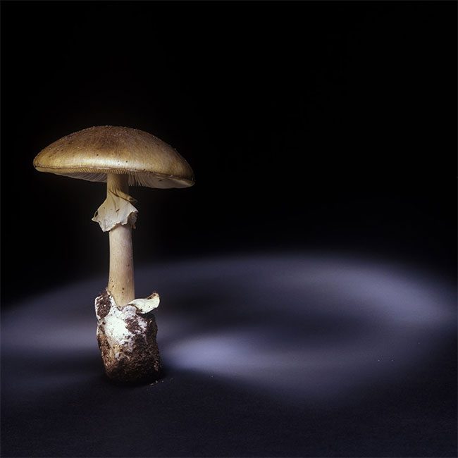 The Death Cap mushroom is extremely dangerous, and it is rapidly spreading in North America.