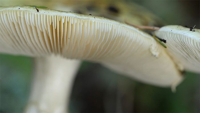 The toxin of the Death Cap is also extremely stable when heated.
