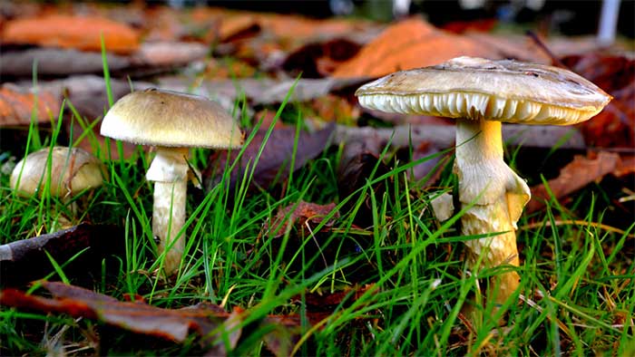 The Death Cap mushroom contains cell-destroying toxins.