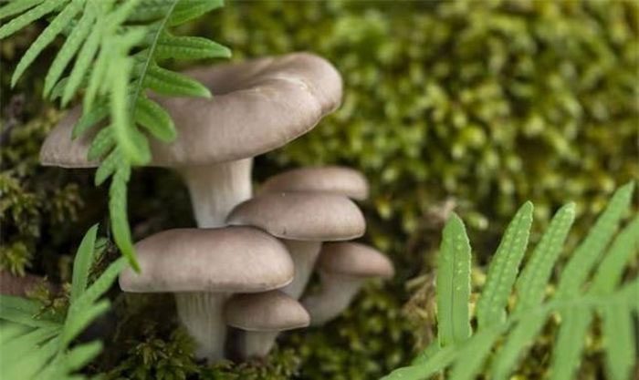 Oyster Mushroom