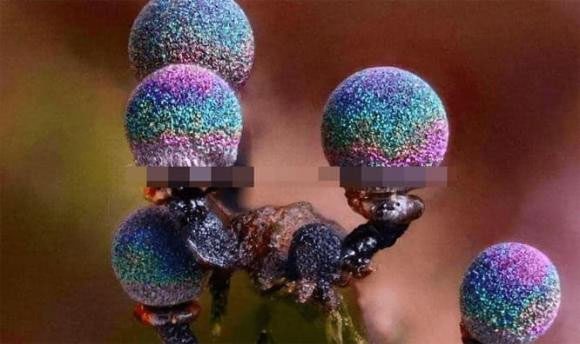 Purple quartz mushroom - one of the most beautiful mushrooms in the world