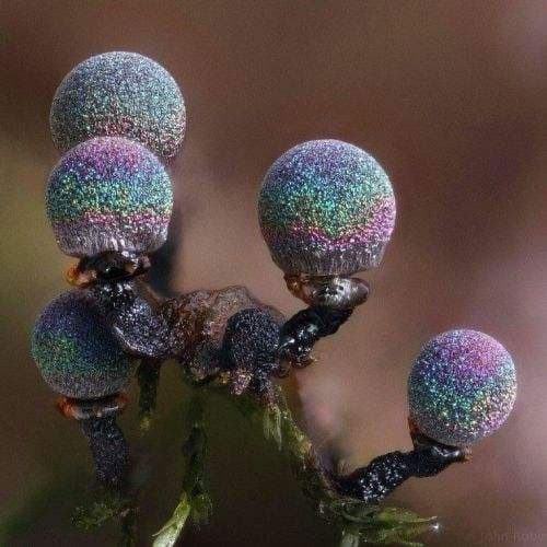 Purple quartz mushroom - one of the most beautiful mushrooms in the world
