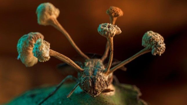 A type of zombie fungus erupting on the body of a dead fly.