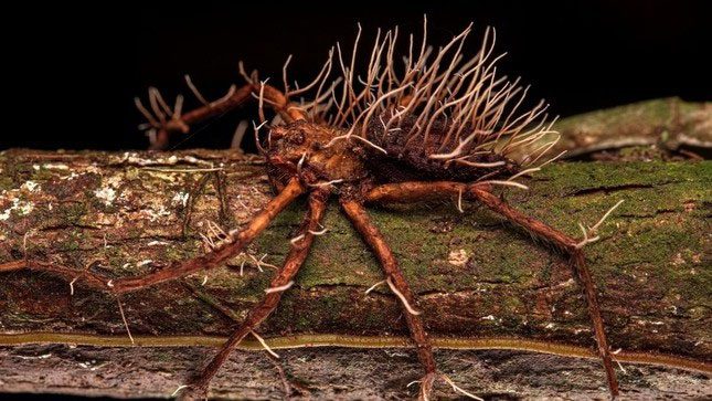 A large spider found with a type of parasitic fungus spreading across its body.