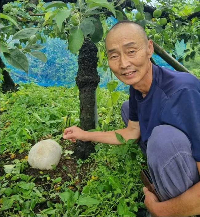 Calvatia gigantea mushrooms have been found growing continuously for 10 years in an apple orchard