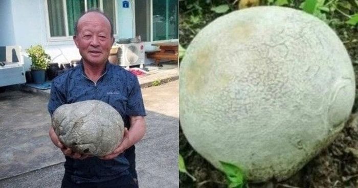 The man who went to the mountains to collect herbs accidentally encountered a strange egg.