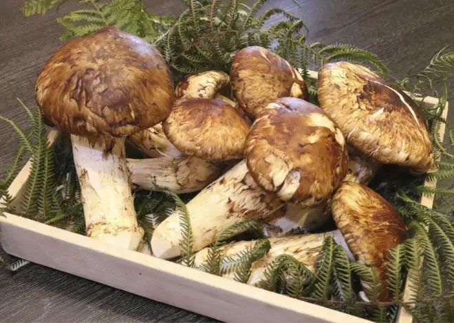 Matsutake mushrooms are rare and expensive