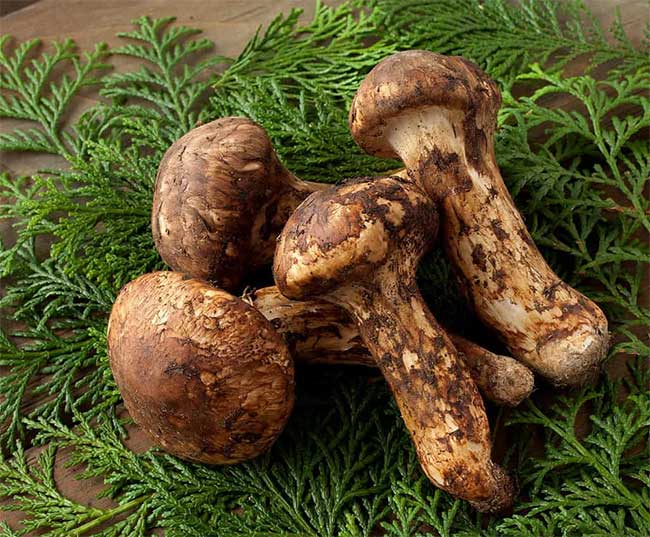 Matsutake mushrooms are very costly because they cannot be cultivated artificially.