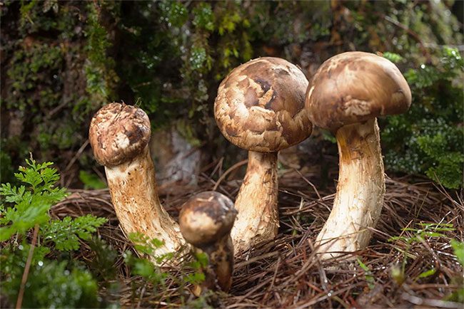 In addition to Vietnam, the matsutake mushroom also grows naturally in Japan, North Korea, South Korea...