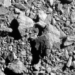 nasa makes unintentional intergalactic treaties threatening other planets 129235