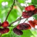 natural insulin fruit affordable quickly lowers blood sugar 130010