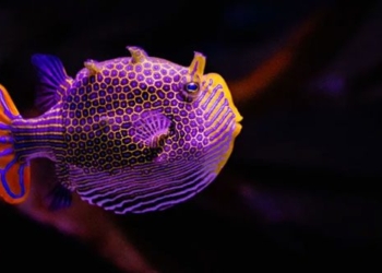 new research on the theory of how animals have feathers and patterns 131117