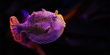 new research on the theory of how animals have feathers and patterns 131117