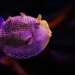 new research on the theory of how animals have feathers and patterns 131117