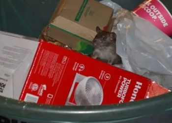 new york street rodents take over 129495